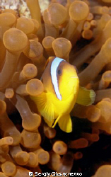 Clownfish and anemone by Sergiy Glushchenko 